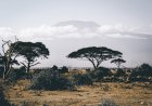 Kruvinoji Pietų Afriką