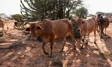 Nigerijos Zamfaros valstija siūlo banditams karves už AK-47