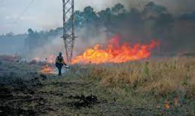 Nekontroliuojami pievų gaisrai labiausiai kenkia mikroorganizmų pasauliui