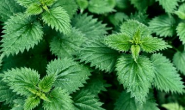 Apsodinkime Vilnių: kurti žaliąsias erdves gali kiekvienas