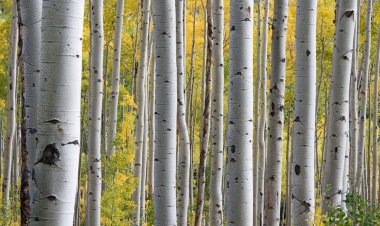 Sulos skoniu pirkėjai nori mėgautis ne tik pavasarį