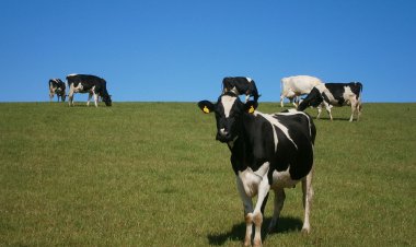 Įvyko pasitarimas dėl mėšlo tvarkymo reikalavimų