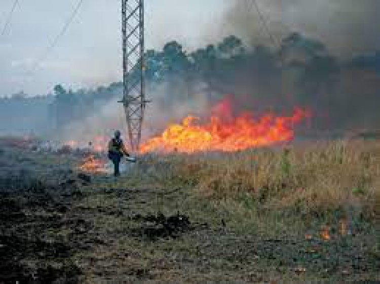 Nekontroliuojami pievų gaisrai labiausiai kenkia mikroorganizmų pasauliui