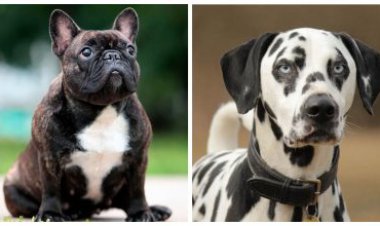 Štai kam reikia šaldyti citrinas! Kodėl aš anksčiau šito nežinojau?